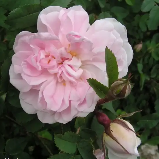Rosa Stanwell Perpetual - alb - trandafir perpetual hibrid